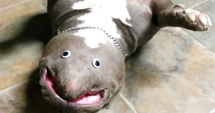 Guy 'Discovers' New Exotic Animal Species In His Living Room