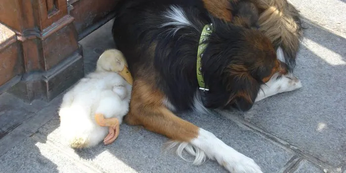 Adorable Duck And Dog Duo Spotted Napping Together In Paris
