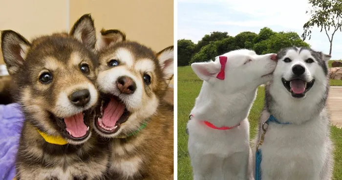 232 Dog Best Friends That Can't Be Separated