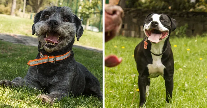 I Love Taking Pictures Of Dogs And Their Faces