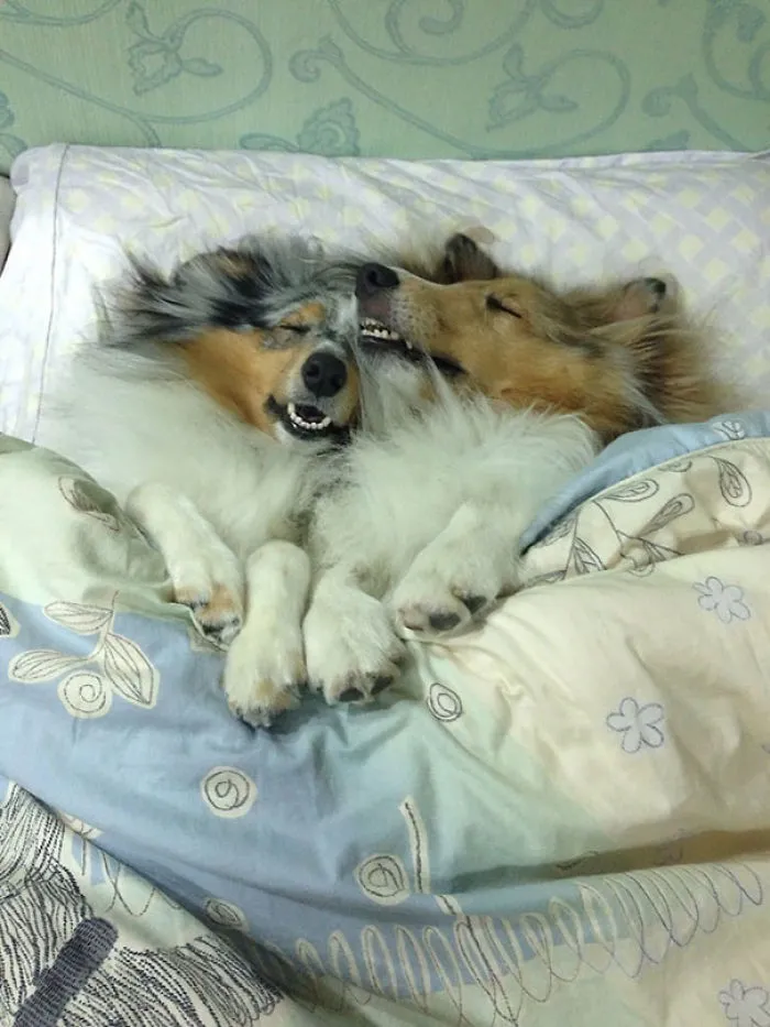 50 Sleepy Dogs Who're Definitely Not Letting You Sleep In Your Bed Tonight