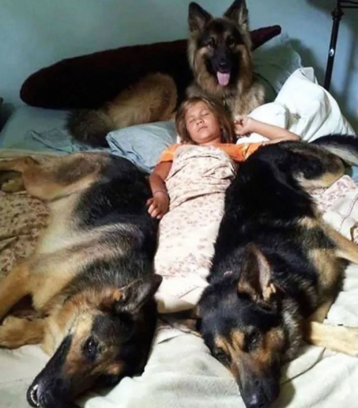 50 Sleepy Dogs Who're Definitely Not Letting You Sleep In Your Bed Tonight