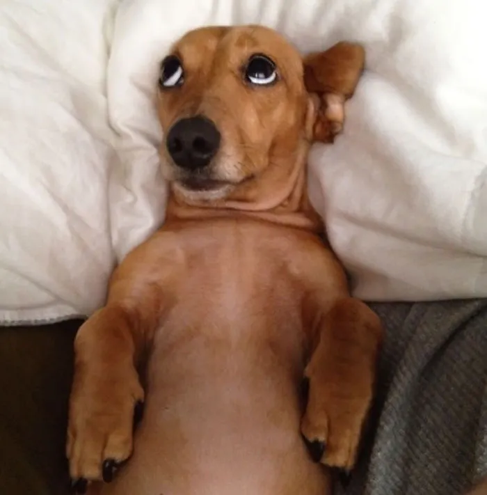 50 Sleepy Dogs Who're Definitely Not Letting You Sleep In Your Bed Tonight