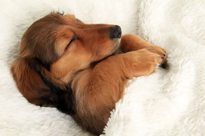 50 Sleepy Dogs Who're Definitely Not Letting You Sleep In Your Bed Tonight