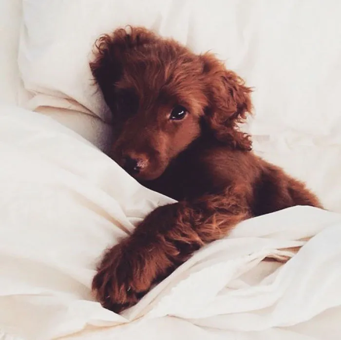 50 Sleepy Dogs Who're Definitely Not Letting You Sleep In Your Bed Tonight