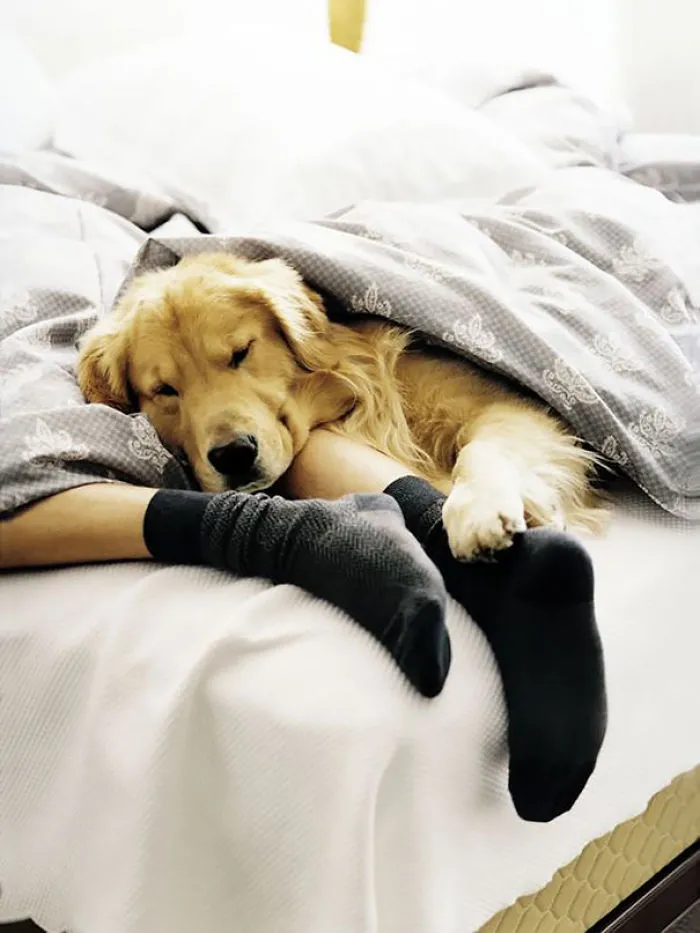 50 Sleepy Dogs Who're Definitely Not Letting You Sleep In Your Bed Tonight