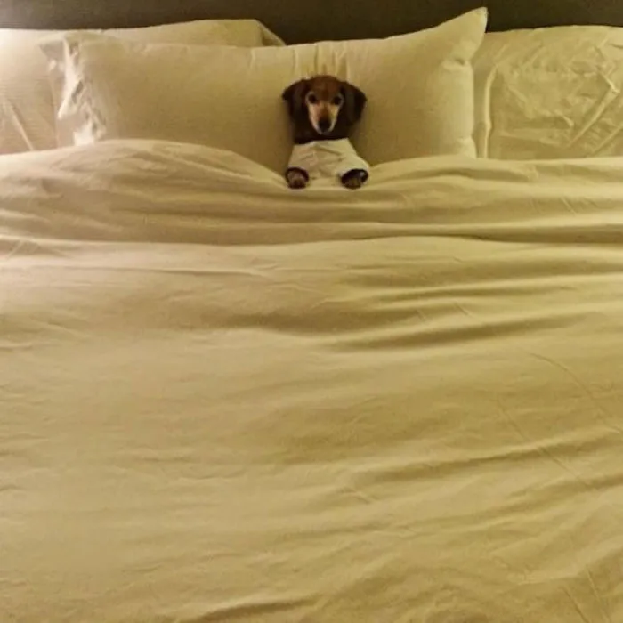 50 Sleepy Dogs Who're Definitely Not Letting You Sleep In Your Bed Tonight