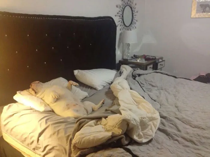 50 Sleepy Dogs Who're Definitely Not Letting You Sleep In Your Bed Tonight