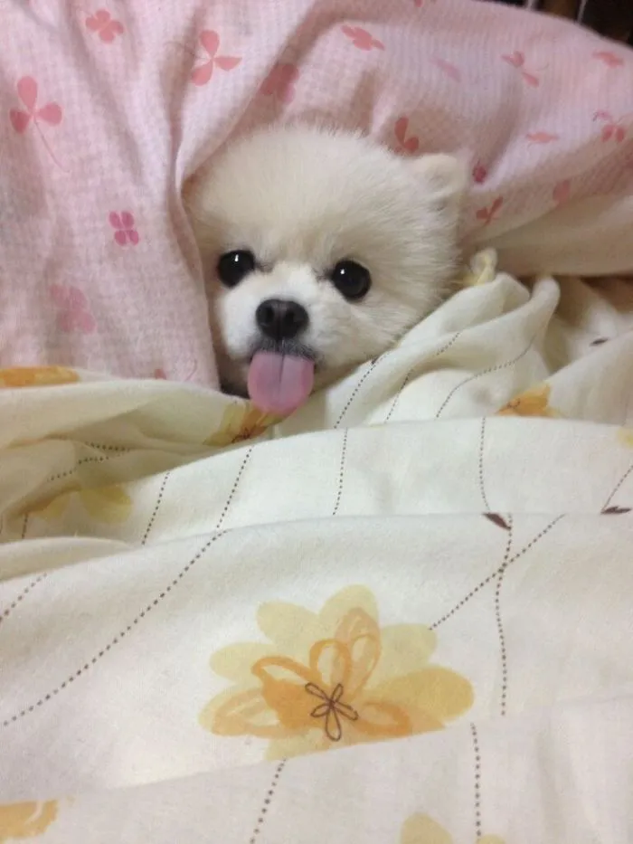50 Sleepy Dogs Who're Definitely Not Letting You Sleep In Your Bed Tonight