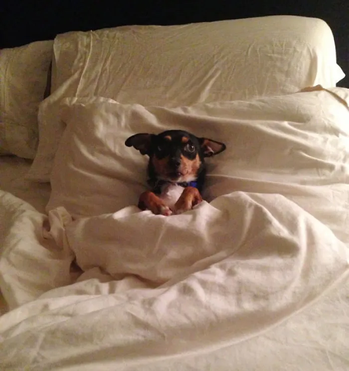 50 Sleepy Dogs Who're Definitely Not Letting You Sleep In Your Bed Tonight