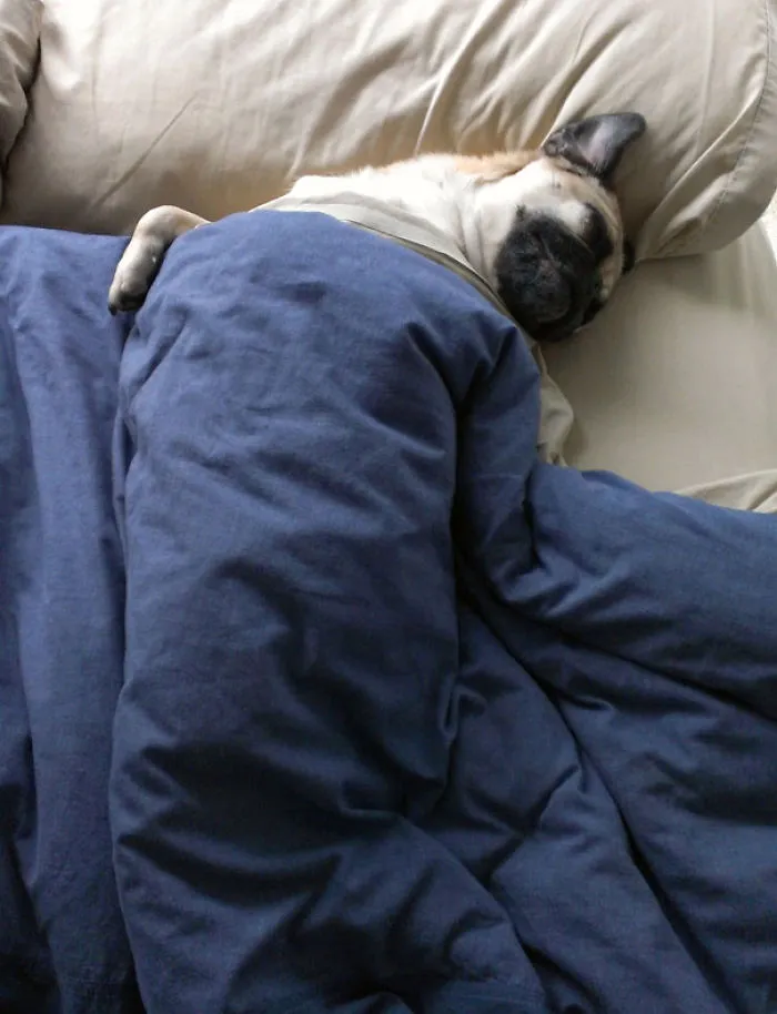 50 Sleepy Dogs Who're Definitely Not Letting You Sleep In Your Bed Tonight