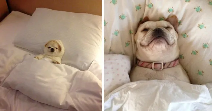 50 Sleepy Dogs Who're Definitely Not Letting You Sleep In Your Bed Tonight