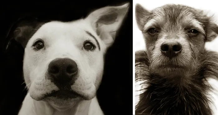Touching Portraits Of Stray Dogs Waiting To Be Adopted