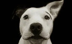Touching Portraits Of Stray Dogs Waiting To Be Adopted
