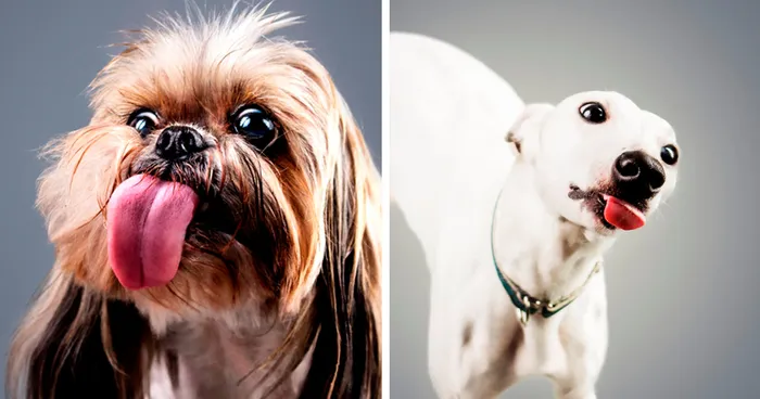 Licktastic Dog Portraits To Encourage Using Therapy Dogs For Children