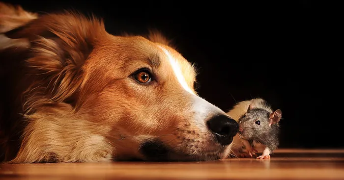 Playful Dog Portraits By Russian Photographer Ksenia Raykova 
