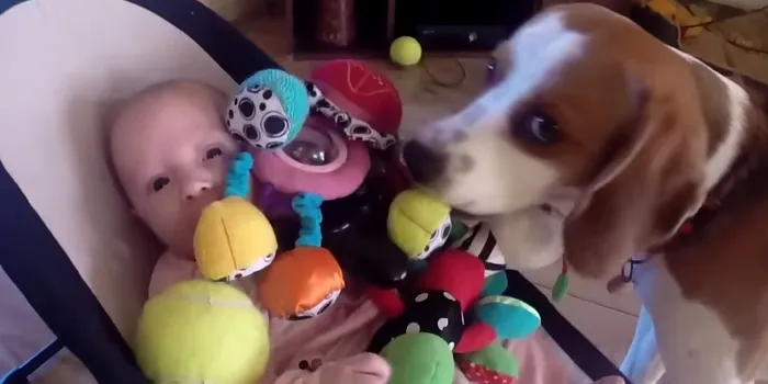 Watch This Dog's Adorable Apology After He Steals A Baby Girl's Toy