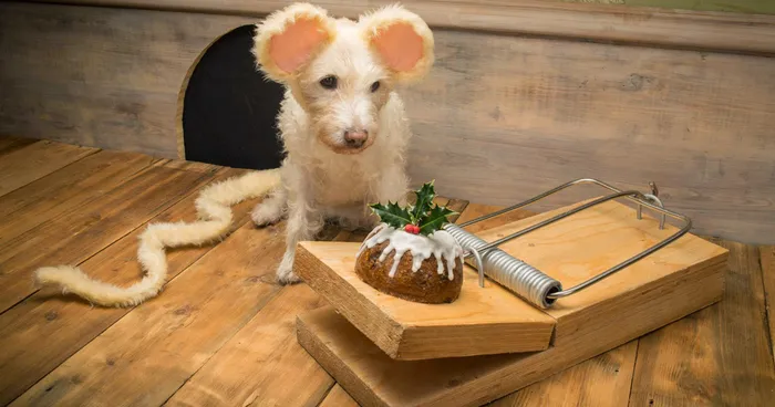 Every Christmas, This Photographer Turns His Dog Into Different Animals