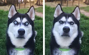 Owner Pretends To Throw Ball And Captures The Exact Moment Dog Realizes He Was Betrayed