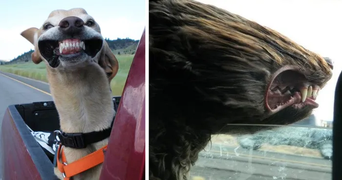 68 Funny Dogs That Love Car Rides More Than Anything