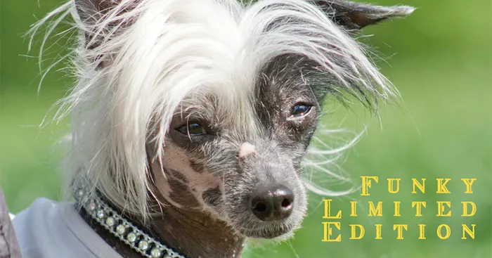Dogs Imagined As Main Characters In Traditional Print Ads