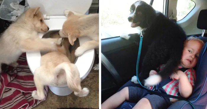 Dogs Can Be Assholes, Too