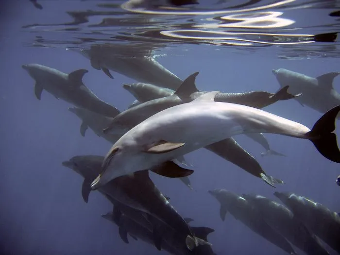 Dolphin Pod