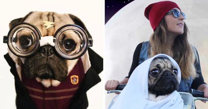 Doug The Pug Does Halloween Better Than You
