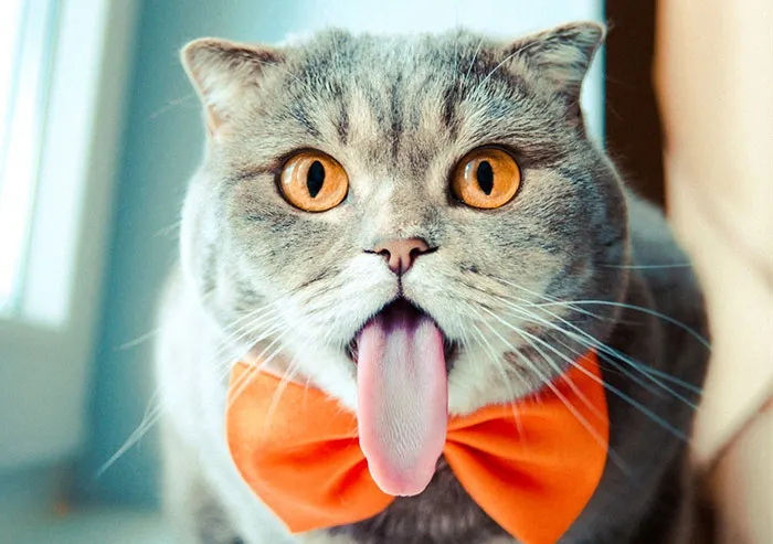 Meet Melissa, The 'Einstein' Cat Who Loves To Stick Her Tongue Out