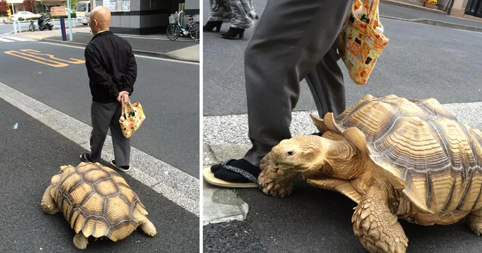 World's Most Patient Pet Owner Walks His Giant Tortoise Through Streets Of Tokyo