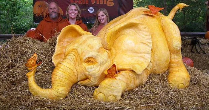 900lb Pumpkin Carving Raises Awareness Of Elephant Killings