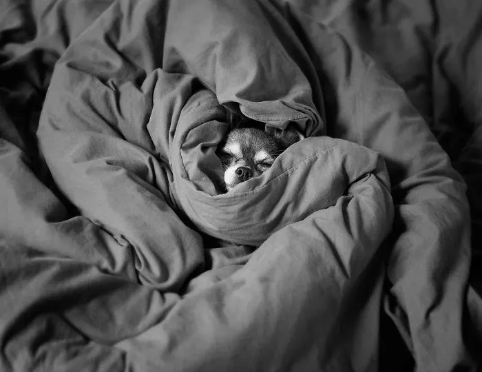50 Sleepy Dogs Who're Definitely Not Letting You Sleep In Your Bed Tonight