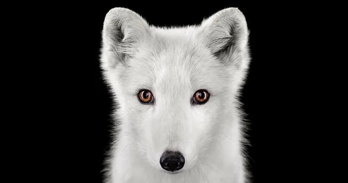 I Create Studio Portraits Of Exotic Animals Looking Directly Into The Camera