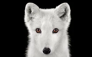 I Create Studio Portraits Of Exotic Animals Looking Directly Into The Camera
