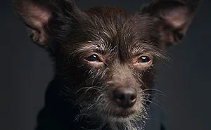 Expressive Animal Portraits Reveal Their Strong ‘Human’ Emotions