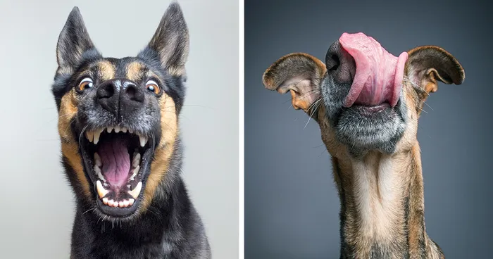 New Expressive Dog Portraits By Elke Vogelsang