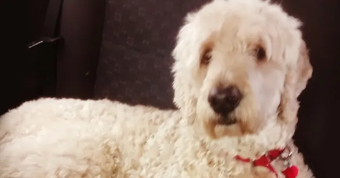 Owner Put A GoPro On His Dog To See What Happens After He Leaves