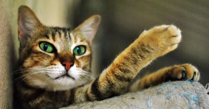 I Photograph Rescue Animals In Bangalore, India