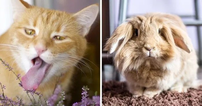 My Cat Has A Home: A Campaign For Homeless Animals Adoptions