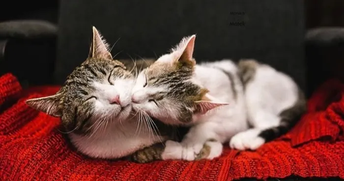 My Two Cats Have Fallen In Love With Each Other