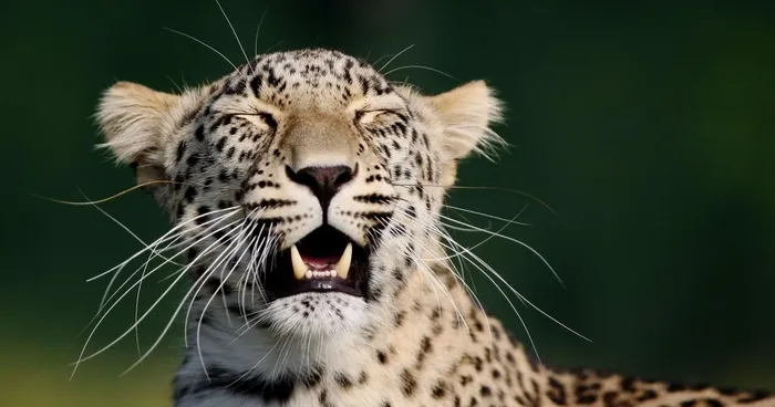 My Pictures Of Smiling Animals