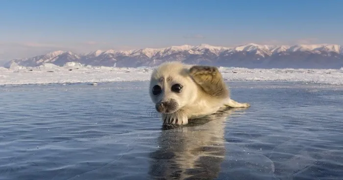 Cute Baby Seal Captured By Russian Photographer