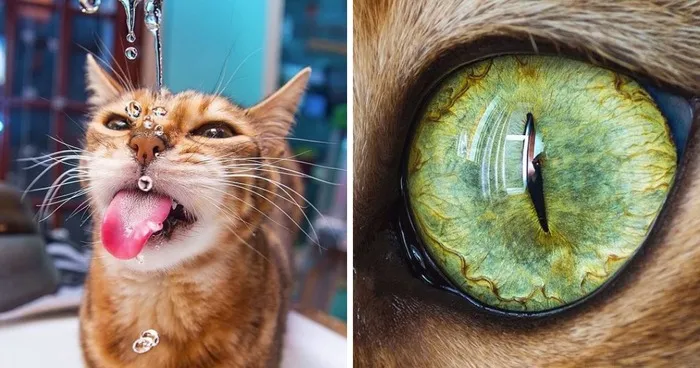 Macro Cat Photos By Andrew Marttila