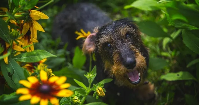 Memoirs Of A Cute Crazy Dachshund