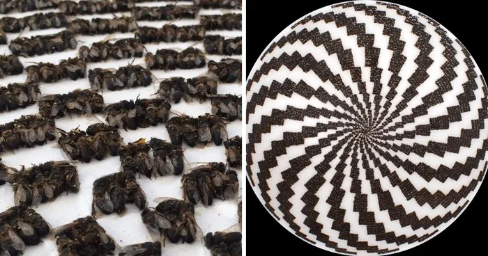 Save The Bees: I Turned Dead Bees Into Art To Raise Awareness Of Global Bee Decline