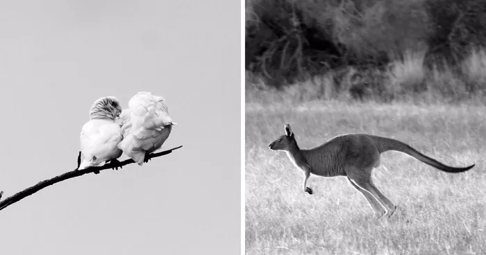 Nature In Black And White