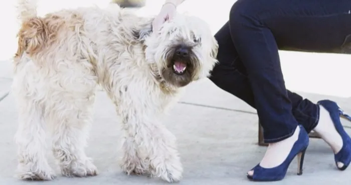Fashion Blogger Raises Support For Animal Adoption