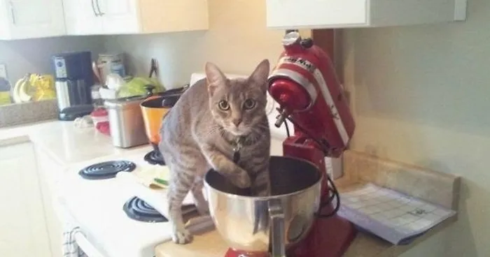 21-step Guide On How To Cook With Cats