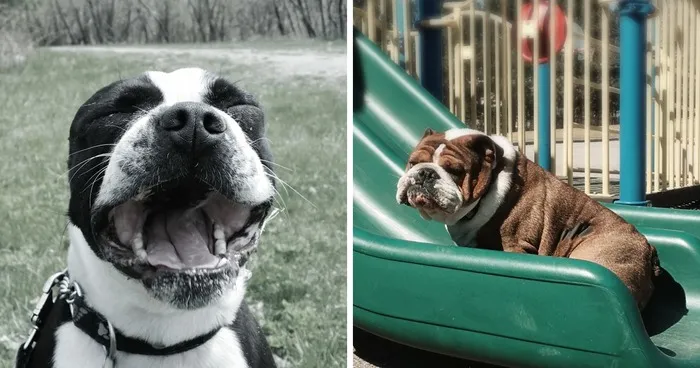 Phodographer: Dog Walker Loves Taking Pictures Of Her Happy Wolf Pack