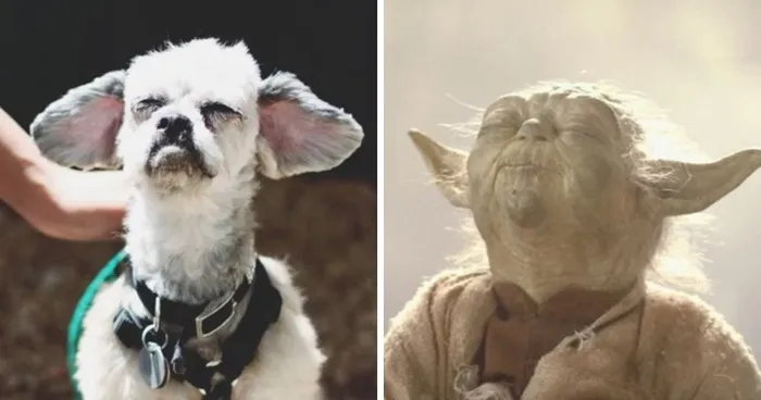 These Yoda And Luke Skywalker Dogs At Paws Rescue Need Homes